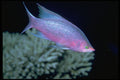 427055 This Bizarre Basslet Is Called The Purple Queen A4 Photo Print