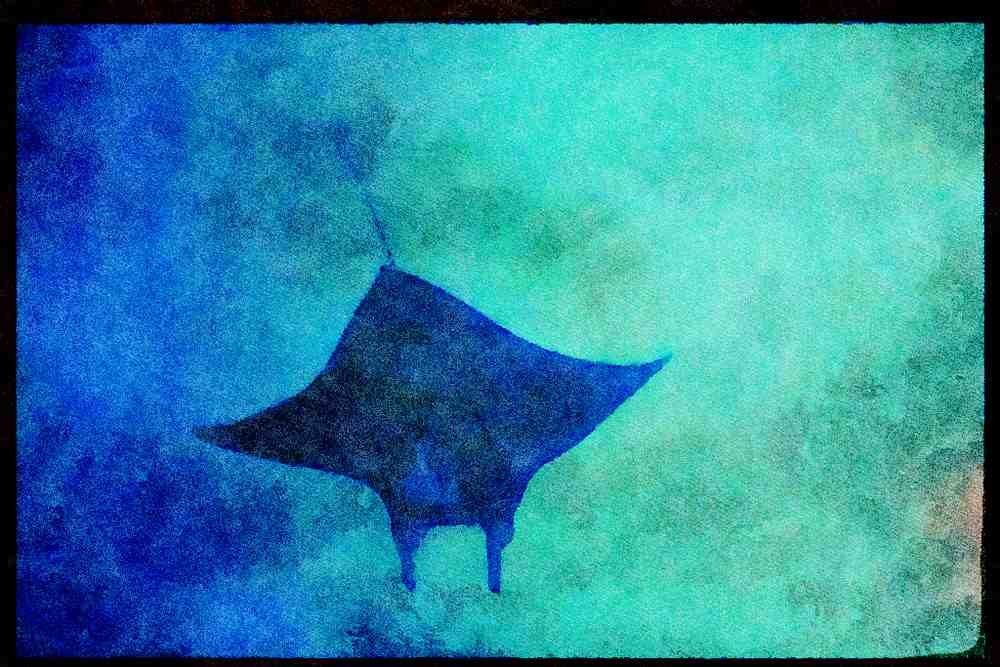427056 Giant Manta Ray A4 Limited Edition Watercolour Print