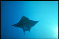427056 Giant Manta Ray A4 Photo Print