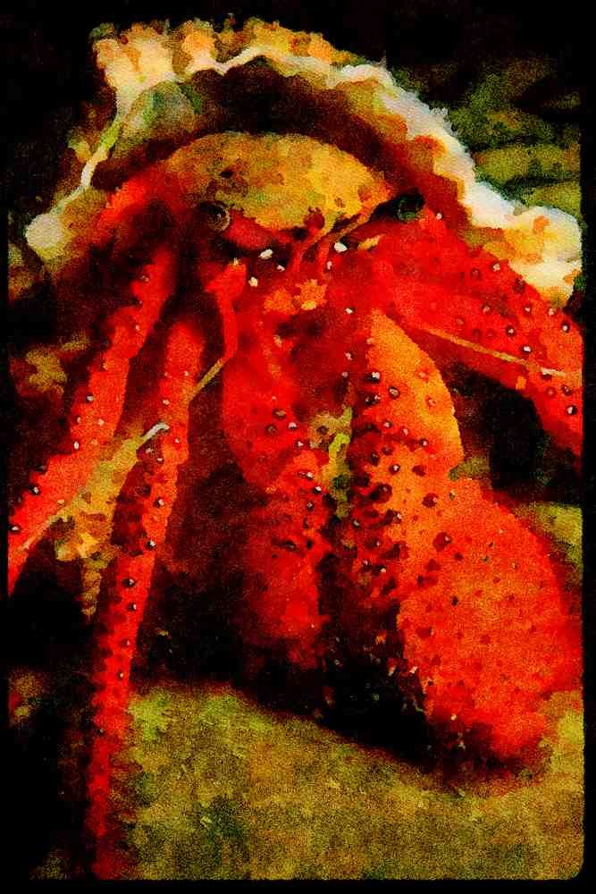 427057 Hermit Crab A4 Limited Edition Watercolour Print