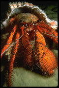 427057 Hermit Crab A4 Photo Print