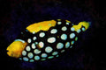 427058 Clown Triggerfish A4 Limited Edition Watercolour Print