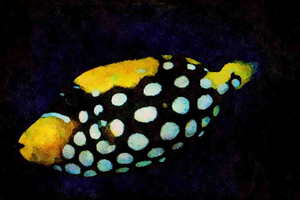 427058 Clown Triggerfish A4 Limited Edition Watercolour Print