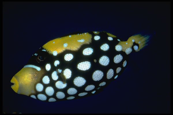 427058 Clown Triggerfish A4 Photo Print
