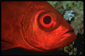 427059 A Nocturnal Glasseye Peers Out From Beneath A Coral Ledge A4 Photo Print