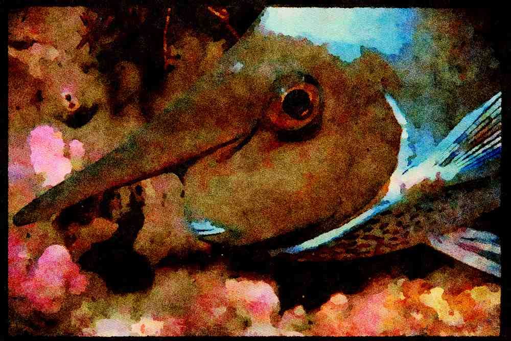 427060 Unicorn Fish A4 Limited Edition Watercolour Print