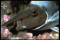 427060 Unicorn Fish A4 Photo Print