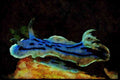 427061 Chromodorid Nudibranch A4 Limited Edition Watercolour Print