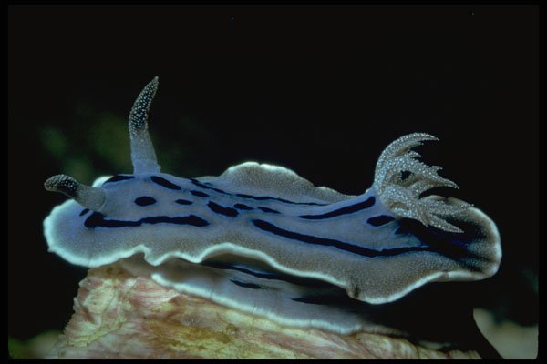 427061 Chromodorid Nudibranch A4 Photo Print