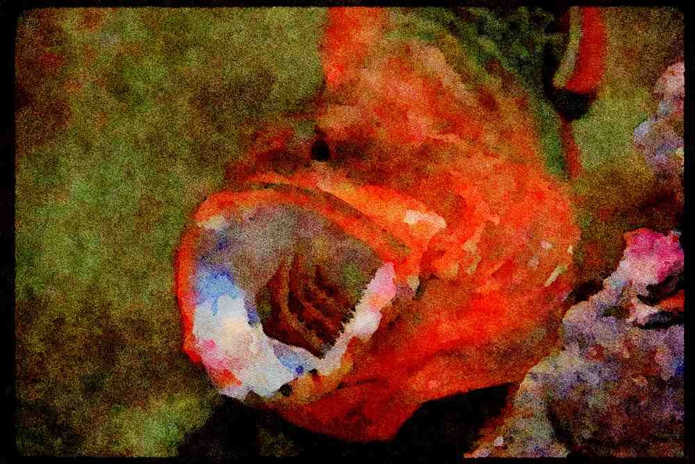 427062 Flagtail Rock Cod A4 Limited Edition Watercolour Print