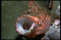 427062 Flagtail Rock Cod A4 Photo Print