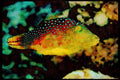 427063 Valentibe Puffer A4 Limited Edition Watercolour Print