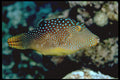 427063 Valentibe Puffer A4 Photo Print