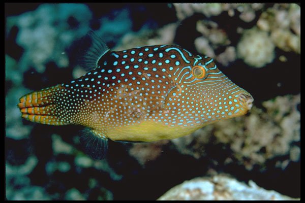 427063 Valentibe Puffer A4 Photo Print