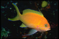 427064 Blotched Basslet A4 Photo Print
