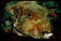427065 Starry Puffer A4 Limited Edition Watercolour Print