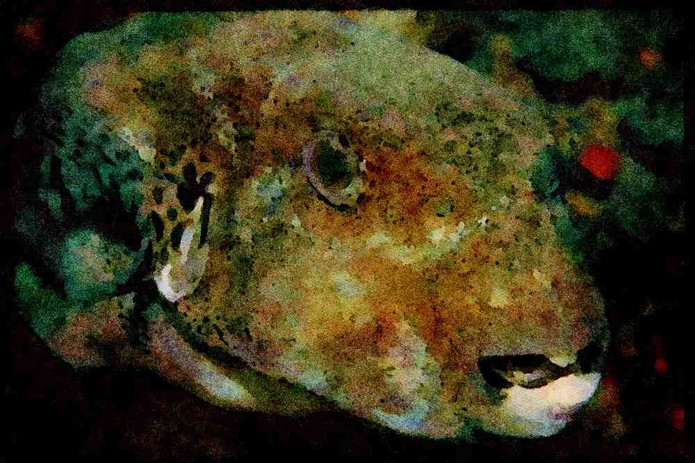 427065 Starry Puffer A4 Limited Edition Watercolour Print
