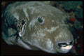 427065 Starry Puffer A4 Photo Print