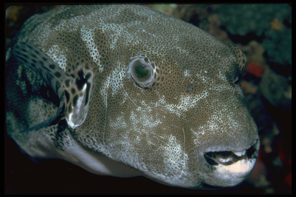 427065 Starry Puffer A4 Photo Print