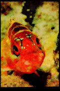 427066 Banded Rock Cod A4 Limited Edition Watercolour Print