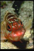427066 Banded Rock Cod A4 Photo Print