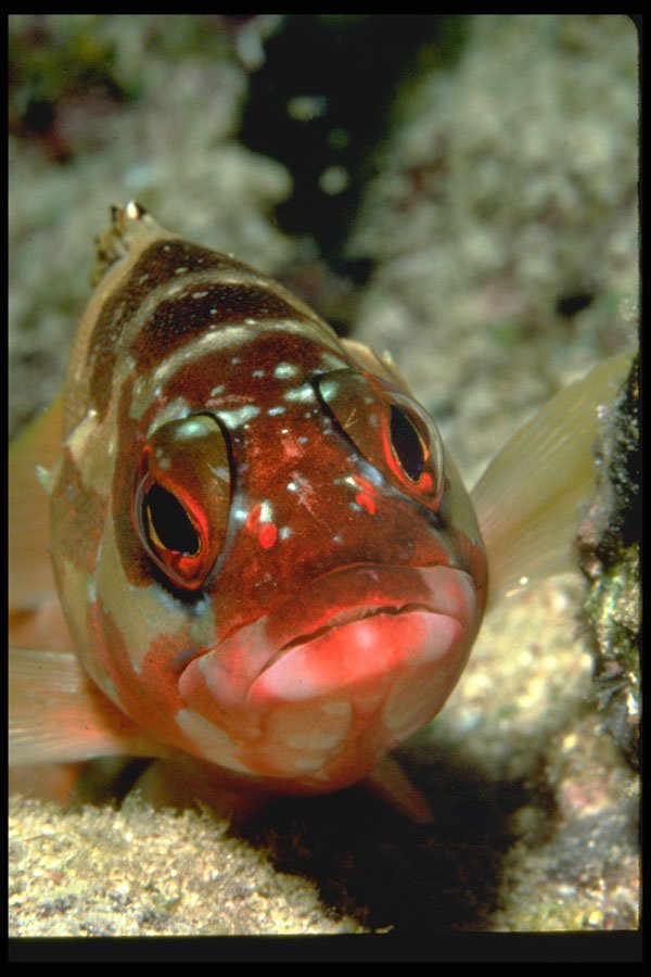 427066 Banded Rock Cod A4 Photo Print