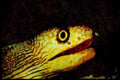 427067 Golden eye Moray Eel A4 Limited Edition Watercolour Print