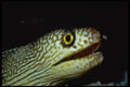 427067 Golden eye Moray Eel A4 Photo Print