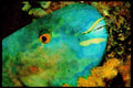 427068 Parrotfish A4 Limited Edition Watercolour Print