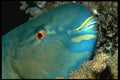 427068 Parrotfish A4 Photo Print