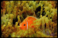 427069 White Striped Anemone Fish A4 Limited Edition Watercolour Print