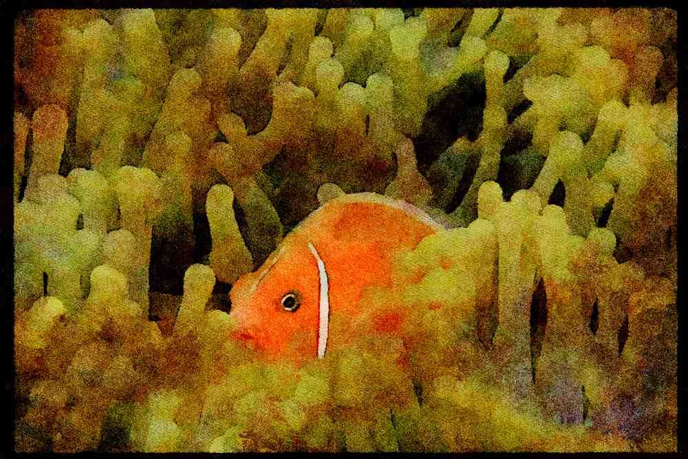 427069 White Striped Anemone Fish A4 Limited Edition Watercolour Print