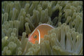 427069 White Striped Anemone Fish A4 Photo Print
