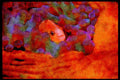 427070 Anemone Fish A4 Limited Edition Watercolour Print