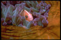 427070 Anemone Fish A4 Photo Print