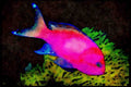 427071 Blotched Basslet A4 Limited Edition Watercolour Print