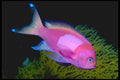 427071 Blotched Basslet A4 Photo Print