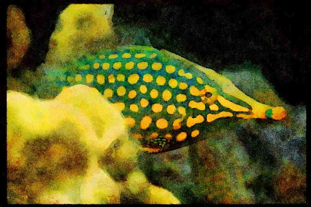 427072 Longnosed Filefish A4 Limited Edition Watercolour Print
