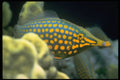 427072 Longnosed Filefish A4 Photo Print
