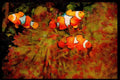 427073 Clown Anemone Fish A4 Limited Edition Watercolour Print
