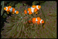 427073 Clown Anemone Fish A4 Photo Print
