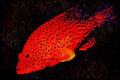 427074 Coral Grouper A4 Limited Edition Watercolour Print
