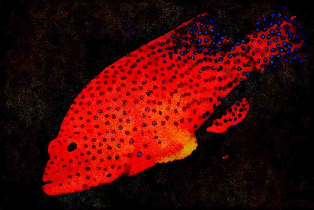 427074 Coral Grouper A4 Limited Edition Watercolour Print