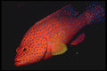 427074 Coral Grouper A4 Photo Print