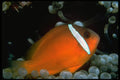 427075 Tomato Clown Fish A4 Photo Print