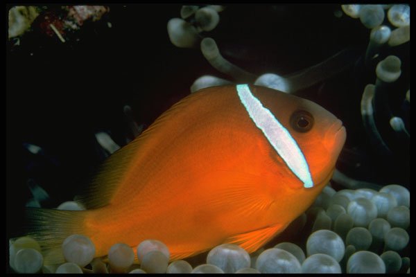 427075 Tomato Clown Fish A4 Photo Print