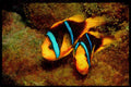 427076 Two Bar Anemone Fish A4 Limited Edition Watercolour Print
