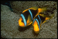 427076 Two Bar Anemone Fish A4 Photo Print