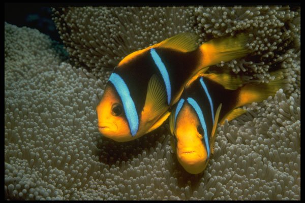 427076 Two Bar Anemone Fish A4 Photo Print
