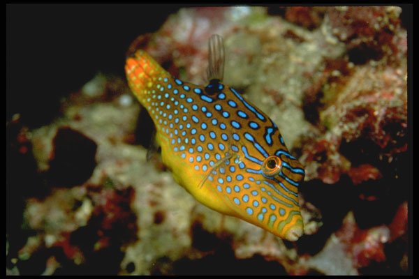 427077 The Indo pacific Sharpnose Puffer A4 Photo Print